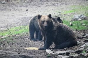 Doi urşi, filmaţi în timp ce se hrănesc cu resturile unui cerb într-o pădure din Parcul ...
