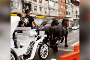 O trăsură cu doi cai frizieni, invitatul surpriză la Salonul Auto Bucovina