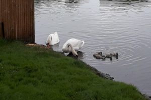 11 pui de lebădă sunt vedetele lacului Cetăţii Făgăraş (FOTO)