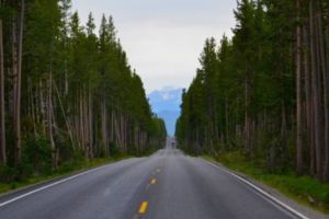 Perdele forestiere pe drumul Piteşti-Slatina