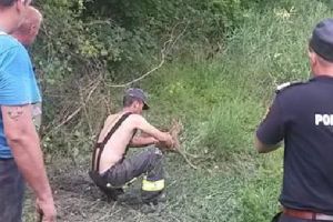 FOTO: Pui de căprioară salvat de pompierii mureşeni