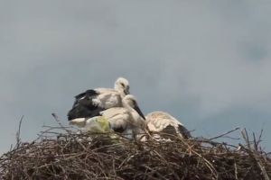 Dragostea de mama, scut in fata mortii. O barza a murit in timp ce isi proteja puii de ploaia cu grindina 