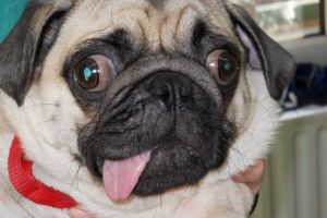 Ce înseamnă o boală infecţioasă transmisă de la animale la om şi cum o putem depista?