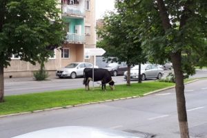 Vacă, „parcată” pe un scuar din centrul Făgăraşului (Foto)