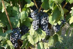 SCV Murfatlar cumpara autolaborator-autoutilitara. Iata cine este furnizorul (document)