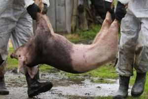 Strategie judeţeană pentru combaterea pestei porcine africane