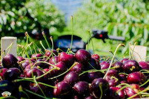 Cireşele, vedete la un eveniment special în Cisnădioara. Ideea e excelentă!