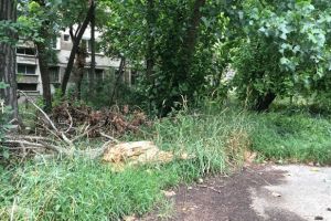 Un teren al primariei nu a fost cosit niciodata in 2018, acuza un cititor Tion.ro