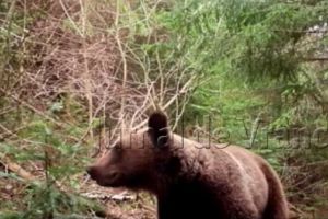 VIDEO: Cum reacţionează un urs când dă nas în nas cu un pădurar