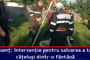 Neamţ: Intervenţie pentru salvarea a trei căţeluşi dintr-o fântână