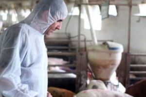 Alertă la TULCEA. Aproape 40 FOCARE de PESTĂ PORCINĂ AFRICANĂ în cinci zone din judeţ. Autorităţile iau măsuri 