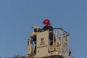 Pui de barză salvaţi de pompieri