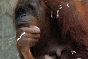 A murit Puan, cel mai bătrân urangutan din lume