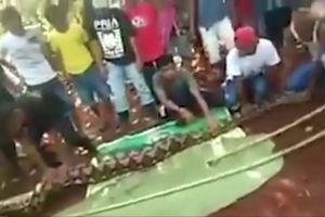 VIDEO – Eveniment rar – Femeie înghiţită de un piton uriaş (Imagini cu impact emoţional)