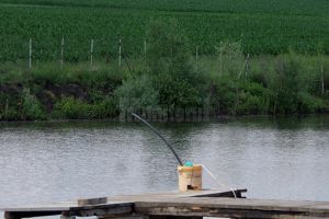 Câteva sute de peşti morţi, din cauze încă necunoscute, în iazul unui sucevean din ...