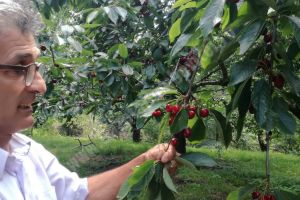 Românii au cumpărat cireşe turceşti cu 50 de lei/Kg, iar de la producătorii locali vor să ia cu 2 lei