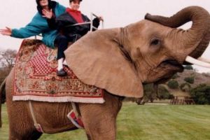 Elefantul lui Michael Jackson a evadat de la ZOO