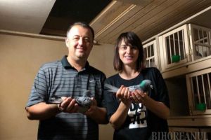 Campionatul porumbeilor voiajori: Familia Tunduc câştigă primul maraton Leipzig şi Sebastian Pali etapa de viteză-demifond Paprika