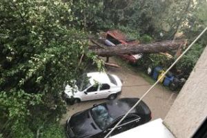 VIJELIE la Cluj: Un brad a căzut peste o casă - FOTO