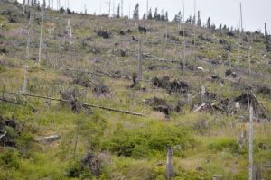 Barbat cercetat penal dupa ce ar fi taiat ilegal arbori dintr-o padure din Timis