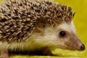 Doi arici au ajuns în COMĂ ALCOOLICĂ la spital. Ce au consumat animalele 
 