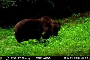 VIDEO: Imagini inedite cu un urs, în Munţii Vrancei! Sălbăticiunea, filmată în timp ce paşte iarbă