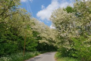 GEOAGIU-BĂI sau o excursie în care pleci şi ţi-i drag să nu mai ajungi