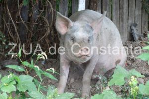 ANSVSA Constanta, masuri in scopul prevenirii introducerii pe teritoriul judetului Constanta a pestei porcine africane