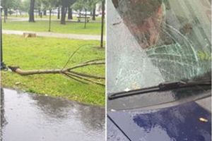 FOTO, ȘTIREA TA. Copac doborât de furtună, căzut pe o maşină, în centrul municipiului Alba Iulia