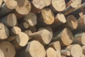 Material lemnos confiscat