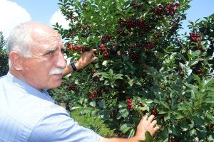 Cireşele de Iteşti au umplut pieţele de peste tot