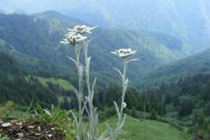 Regina Munţilor Rodnei înfrumuseţează cele mai înalte creste (FOTO)