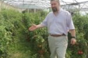 Peste 30 de tone de tomate produse de 17 fermieri din Caraş-Severin! Roşii vândute ca pâinea caldă!