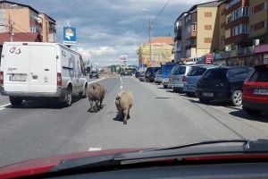 FOTO, ȘTIREA TA. În Alba Iulia ar trebui să existe reguli de circulaţie şi pentru animale, nu? Porci, cai, măgari