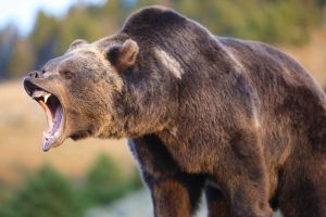 Specialiştii din străinătate susţin înfiinţarea unei platforme în vederea asigurării coexistenţei paşnice între om şi carnivorele mari