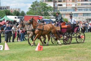 Concurs de atelaje, ţinut în premieră la Oradea, în cadrul Zilelor Sfântului Ladislau (FOTO/VIDEO)
