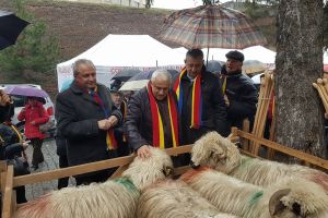 Consumul de carne de oaie a crescut cu 104% după campania ”Alege oaia”