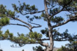 Sute de hectare de teren din Herculane vândute fictiv!