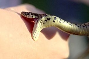 Atenţie pe unde călcaţi! O bihoreancă a ajuns la Terapie Intensivă după ce a fost muşcată de o viperă la Stâna de Vale