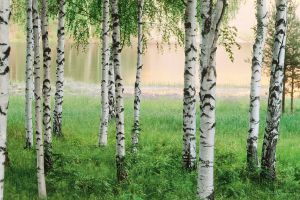 Amendă de 10 ori mai mare decât valoarea lemnului transportat ilicit