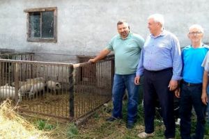 La Dumbrăvioara a avut loc prima livrare de purcei Mangaliţa