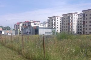 Ambrozia aduce alergii pentru 15% din timisoreni si amenzi de pana la 2.500 de lei