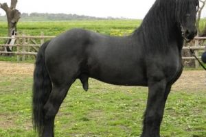 Șeful ANZ: Reuşită unică în zootehnia din România, la Târgu Mureş!