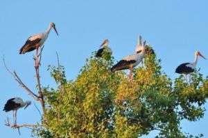 A început numărătoarea berzelor. Descarcă şi tu aplicaţia