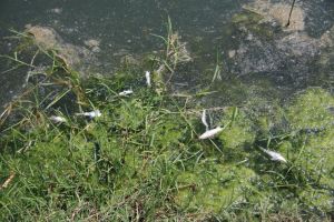 Comitetul Judeţean pentru Situaţii de Urgenţă, convocat pe tema poluării provocate de ACET