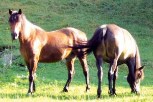 Reţinut de poliţişti pentru furt de cai