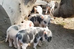 Locatari noi la Zoo Oradea: 21 purceluşi de Minnesota (FOTO)