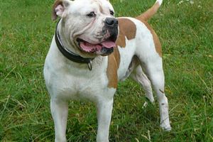 S-a lăsat cu amendă: Un câine periculos a tăbărât în curtea vecinilor, rănindu-le patrupedul