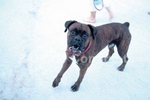 Judecatorii din Constanta transmit un mesaj dur! Sunt vizati proprietarii cainilor agresivi. Condamnari definitive 