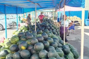 Pepeni din Oltenia în Piaţa Ioşia din Oradea (FOTO)